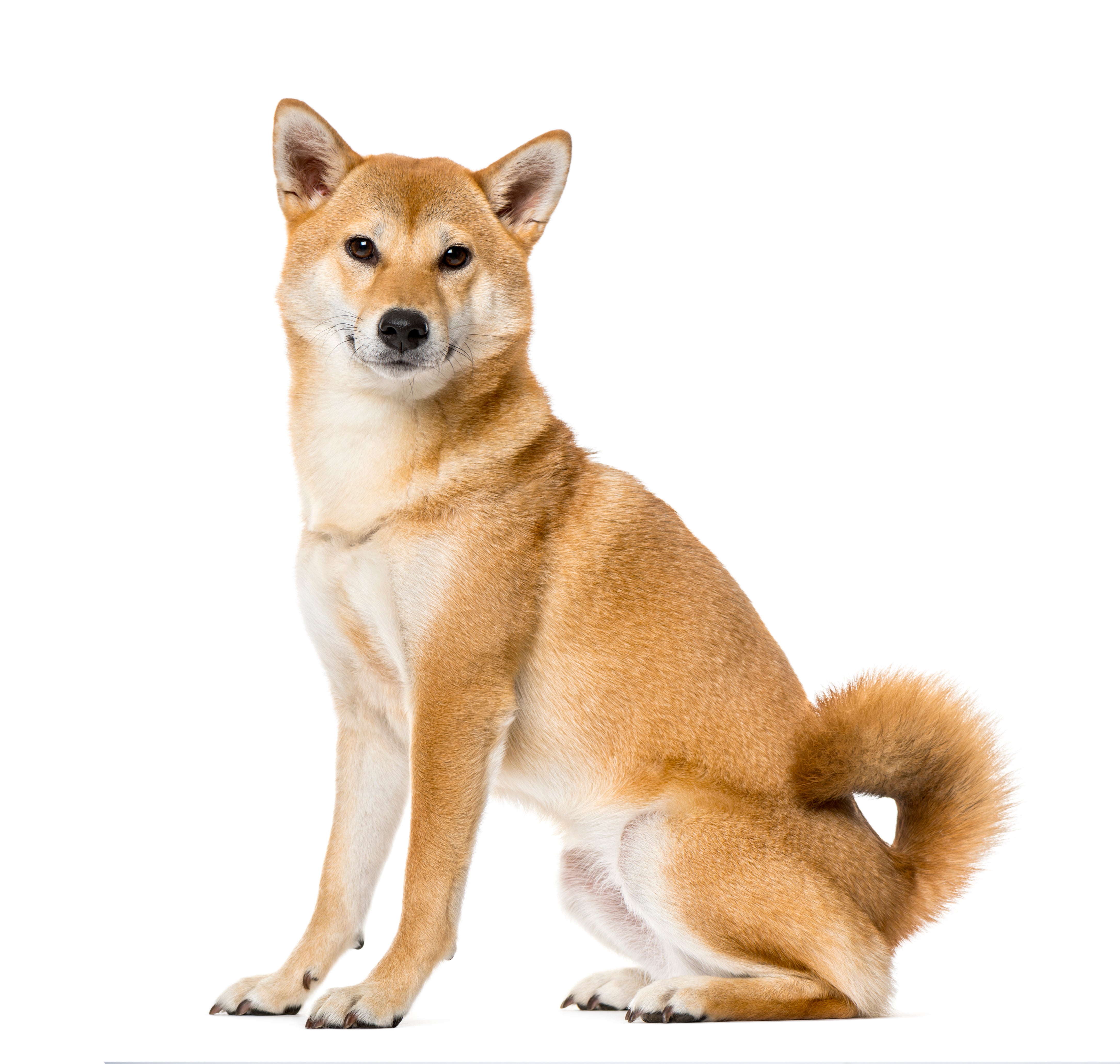 10 Japanese Dog Breeds: From Akitas to Shiba Inus | Petfinder